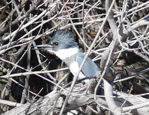 Belted Kingfisher - ML203391931