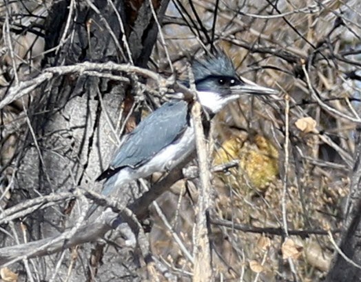 Belted Kingfisher - ML203391971