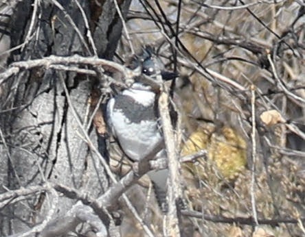 Belted Kingfisher - ML203392091