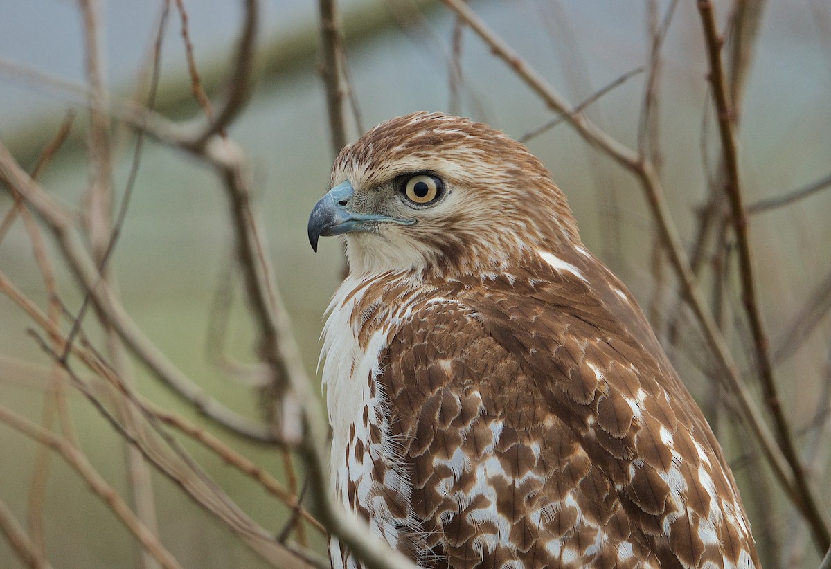 Red-tailed Hawk - Harlan Stewart