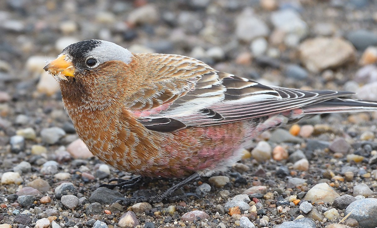 Gray-crowned Rosy-Finch - ML203396801