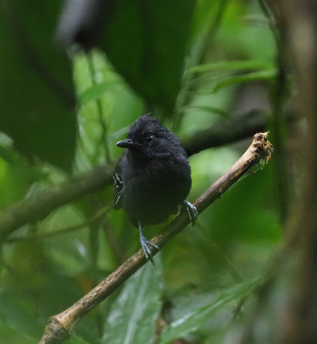 White-lined Antbird - ML203396901