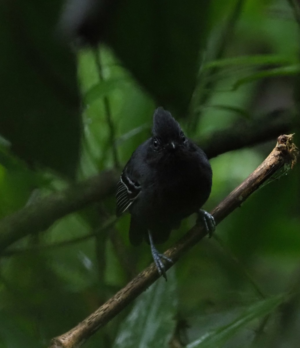 White-lined Antbird - ML203396911