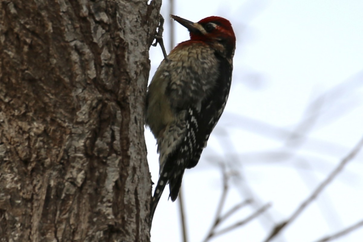 Red-naped/Red-breasted Sapsucker - ML203396921