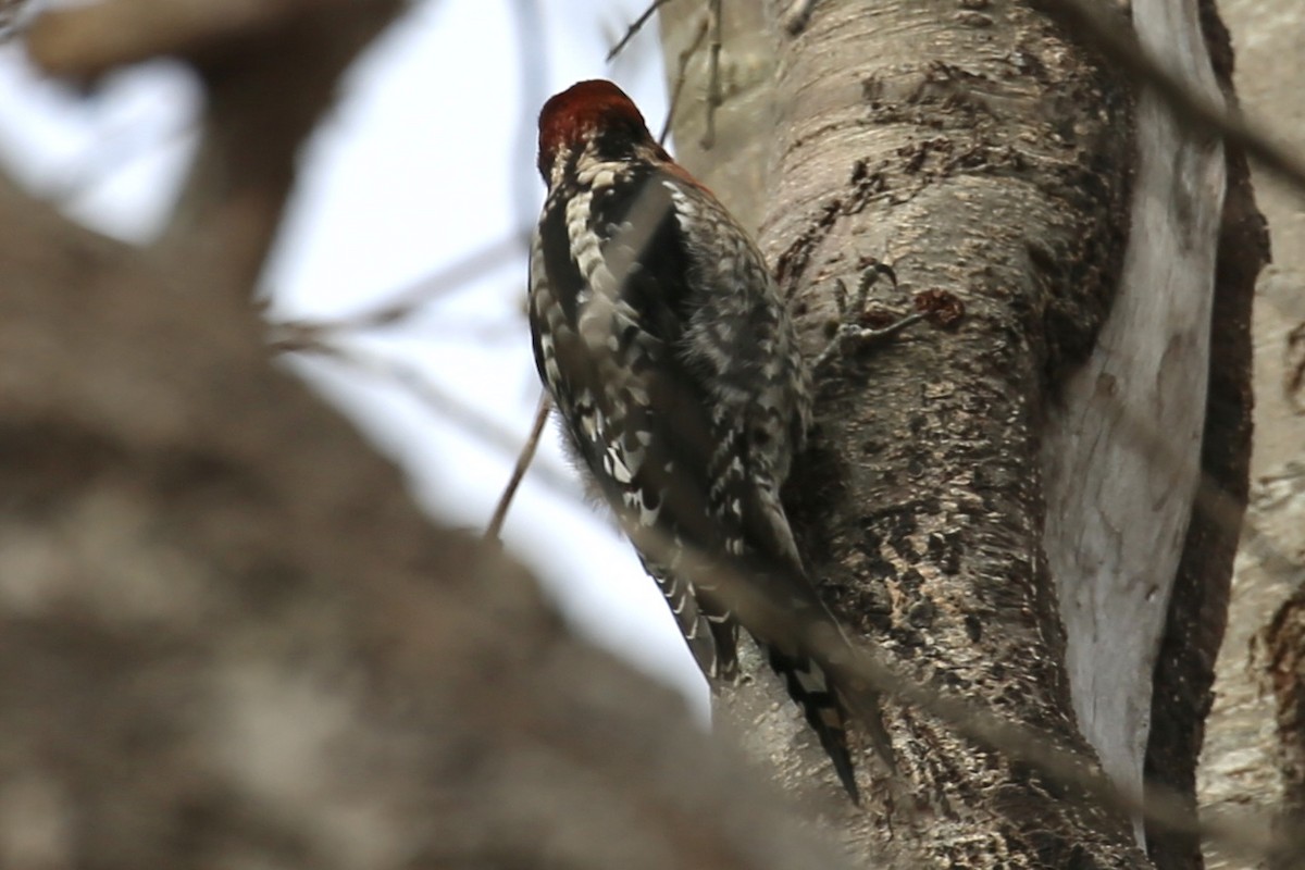Red-naped/Red-breasted Sapsucker - ML203396931