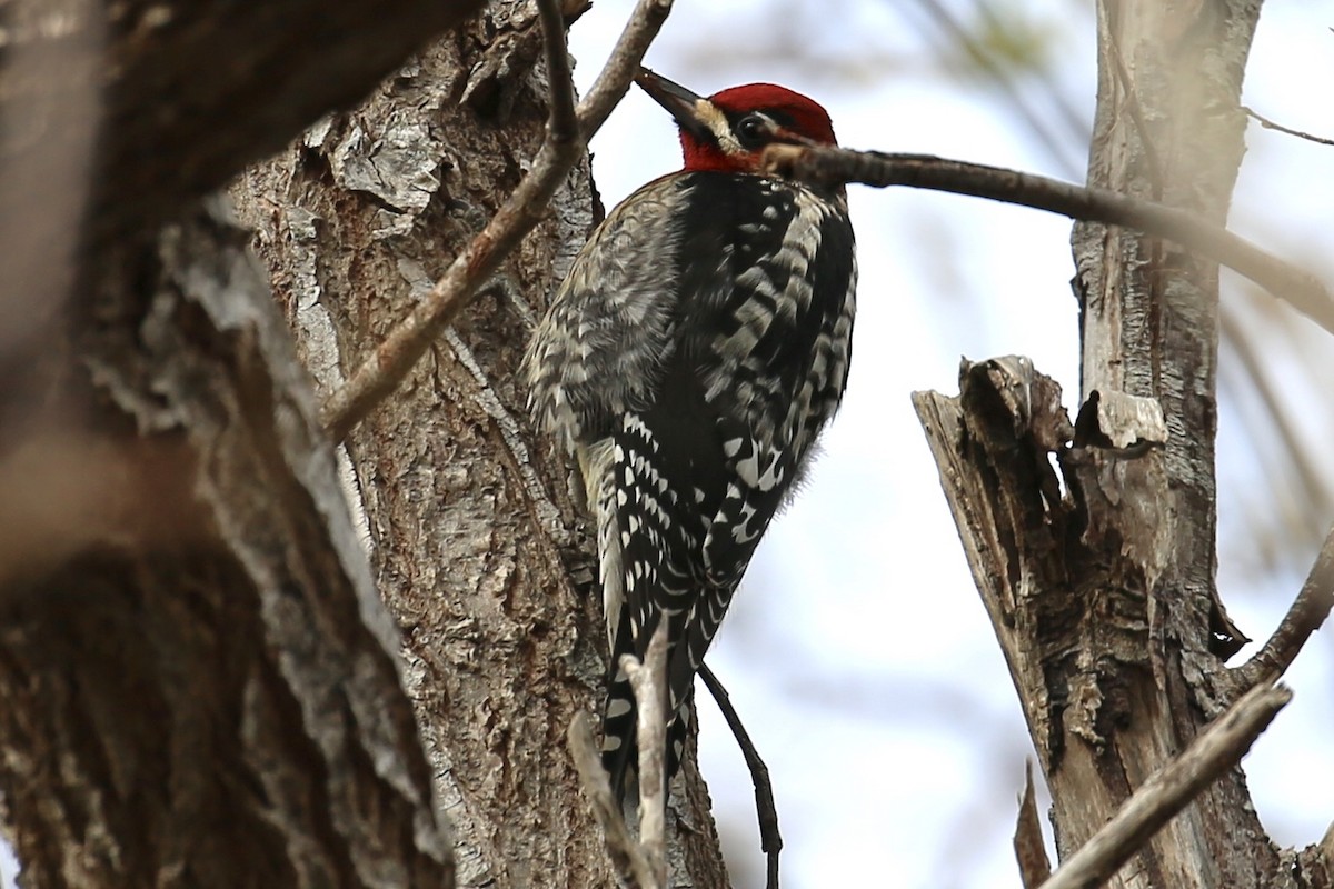 Red-naped/Red-breasted Sapsucker - ML203396941