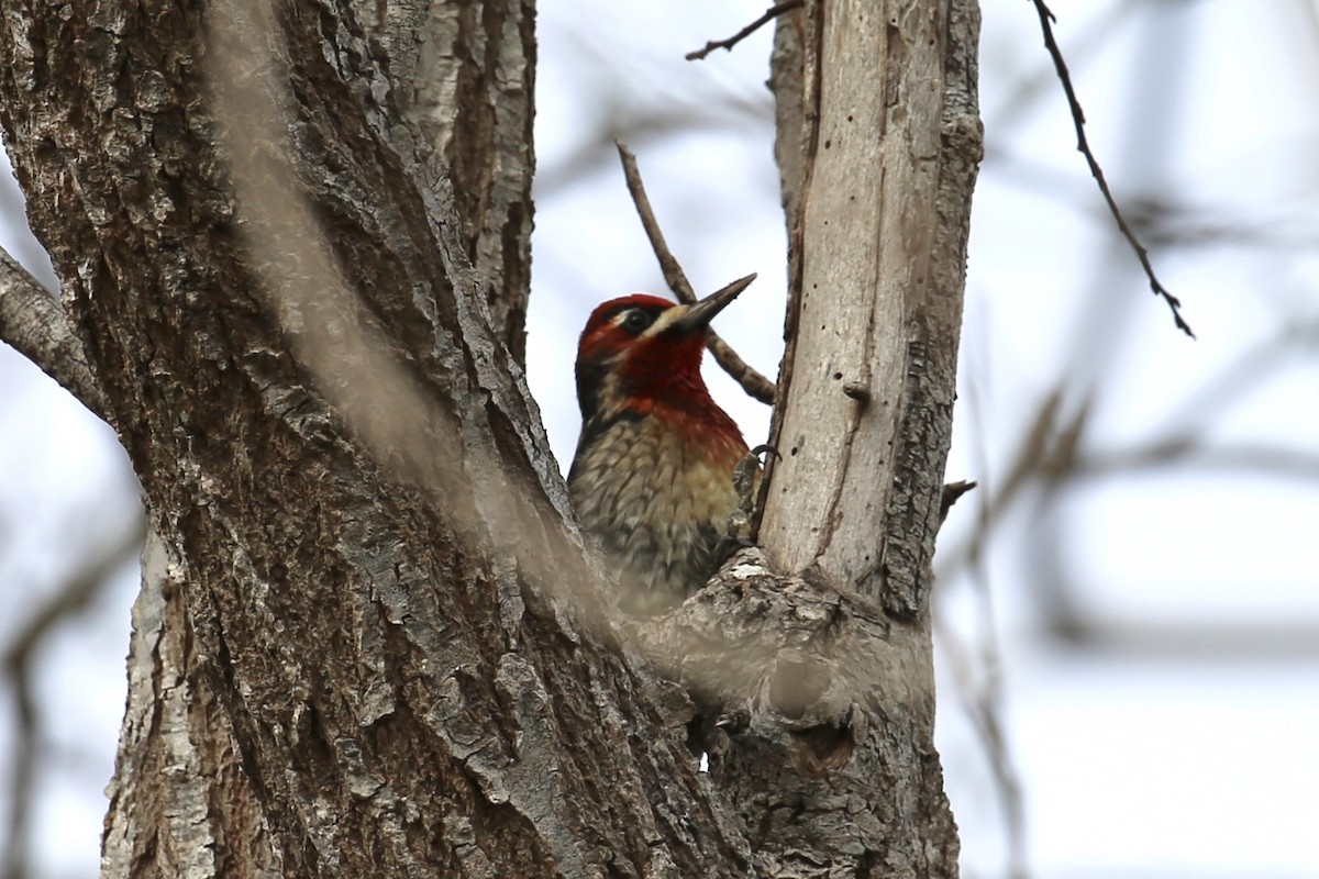 Red-naped/Red-breasted Sapsucker - ML203396951
