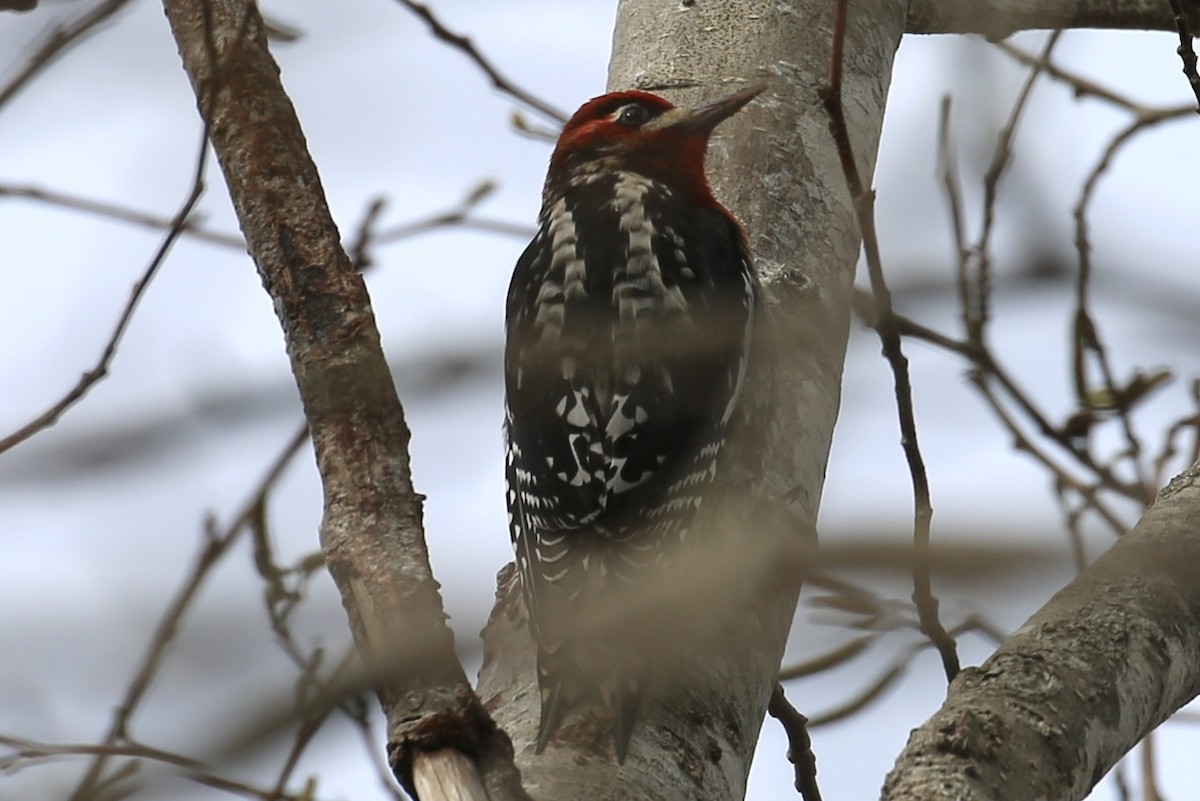 Red-naped/Red-breasted Sapsucker - ML203396961