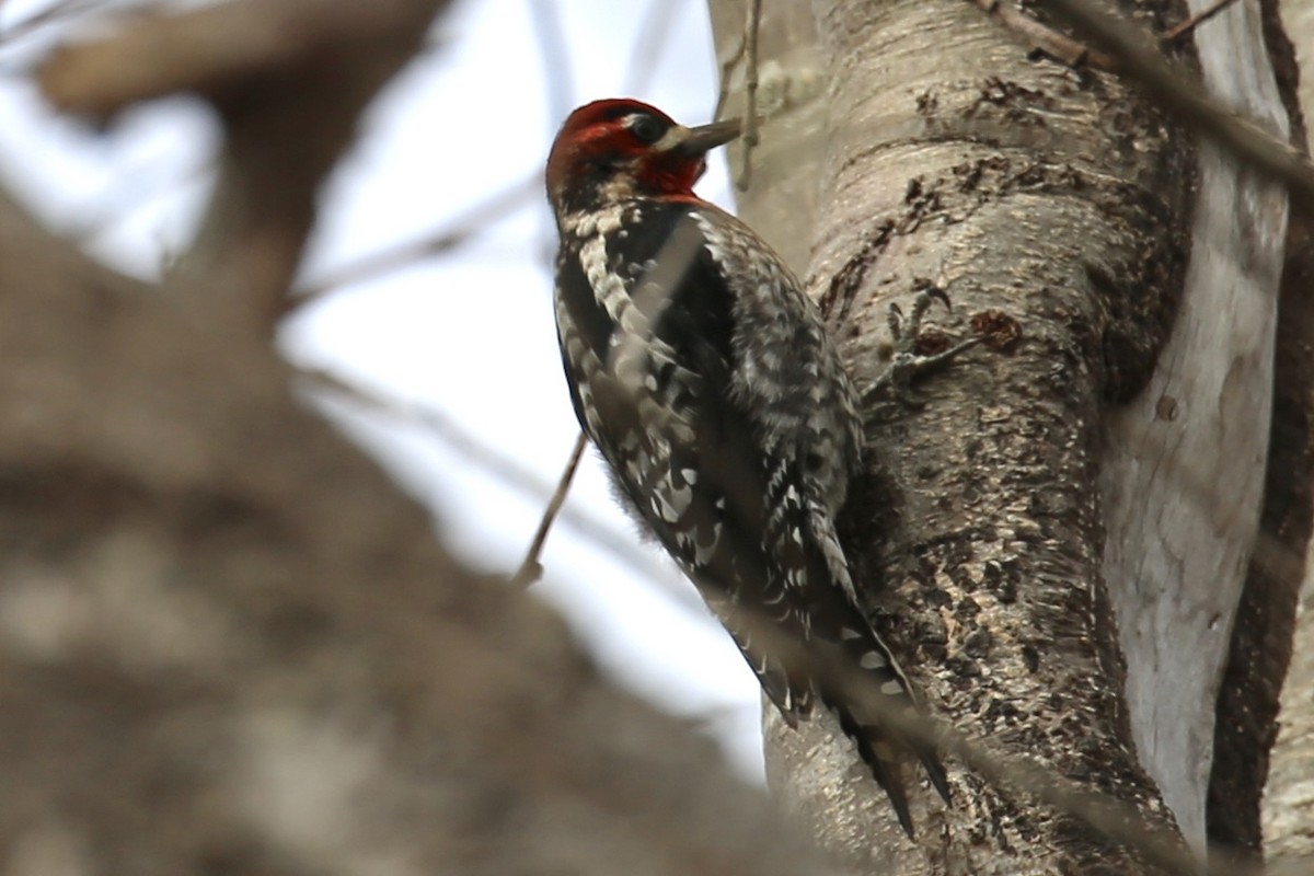 Red-naped/Red-breasted Sapsucker - ML203396971