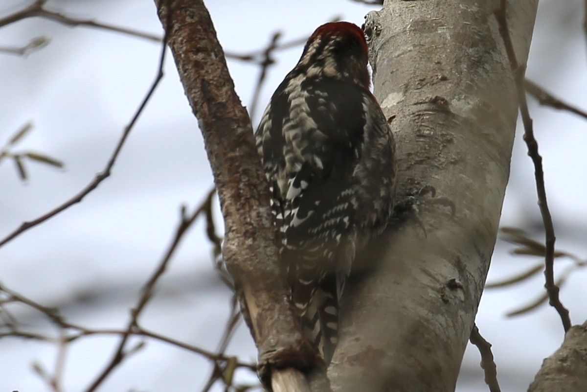 Red-naped/Red-breasted Sapsucker - ML203396981