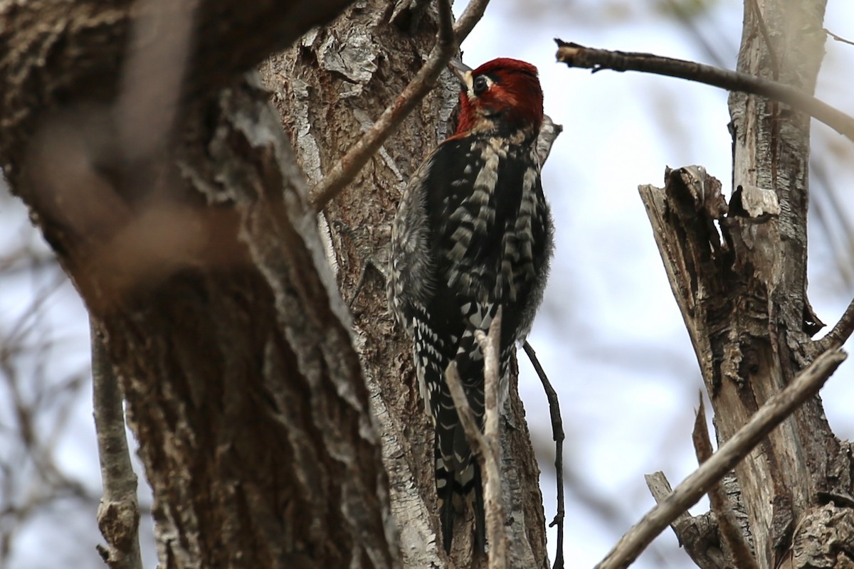 Red-naped/Red-breasted Sapsucker - ML203396991