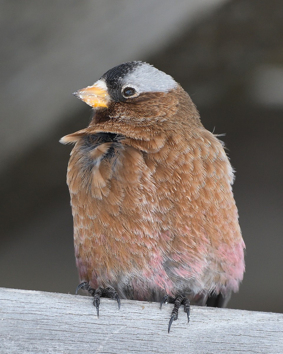 Gray-crowned Rosy-Finch - ML203397031
