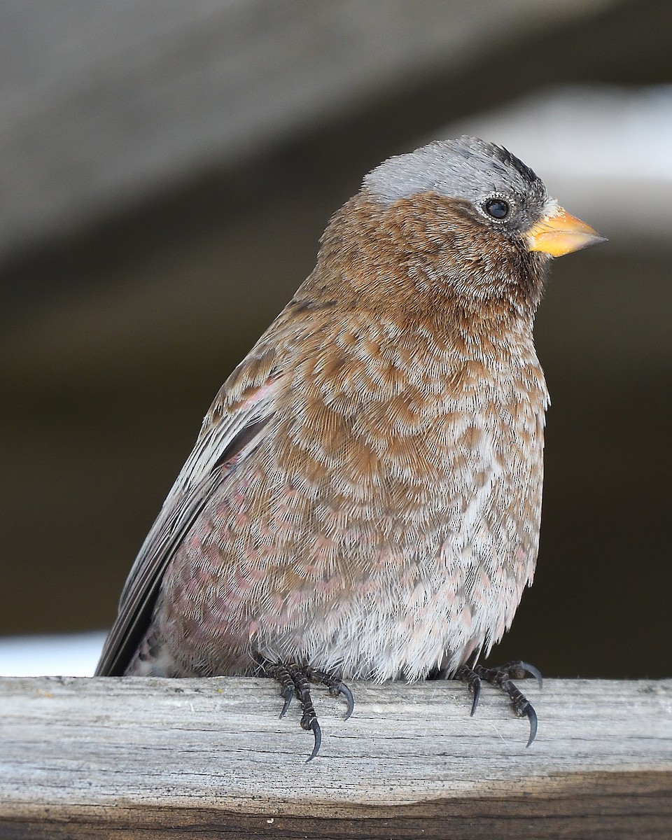 Gray-crowned Rosy-Finch - ML203397291