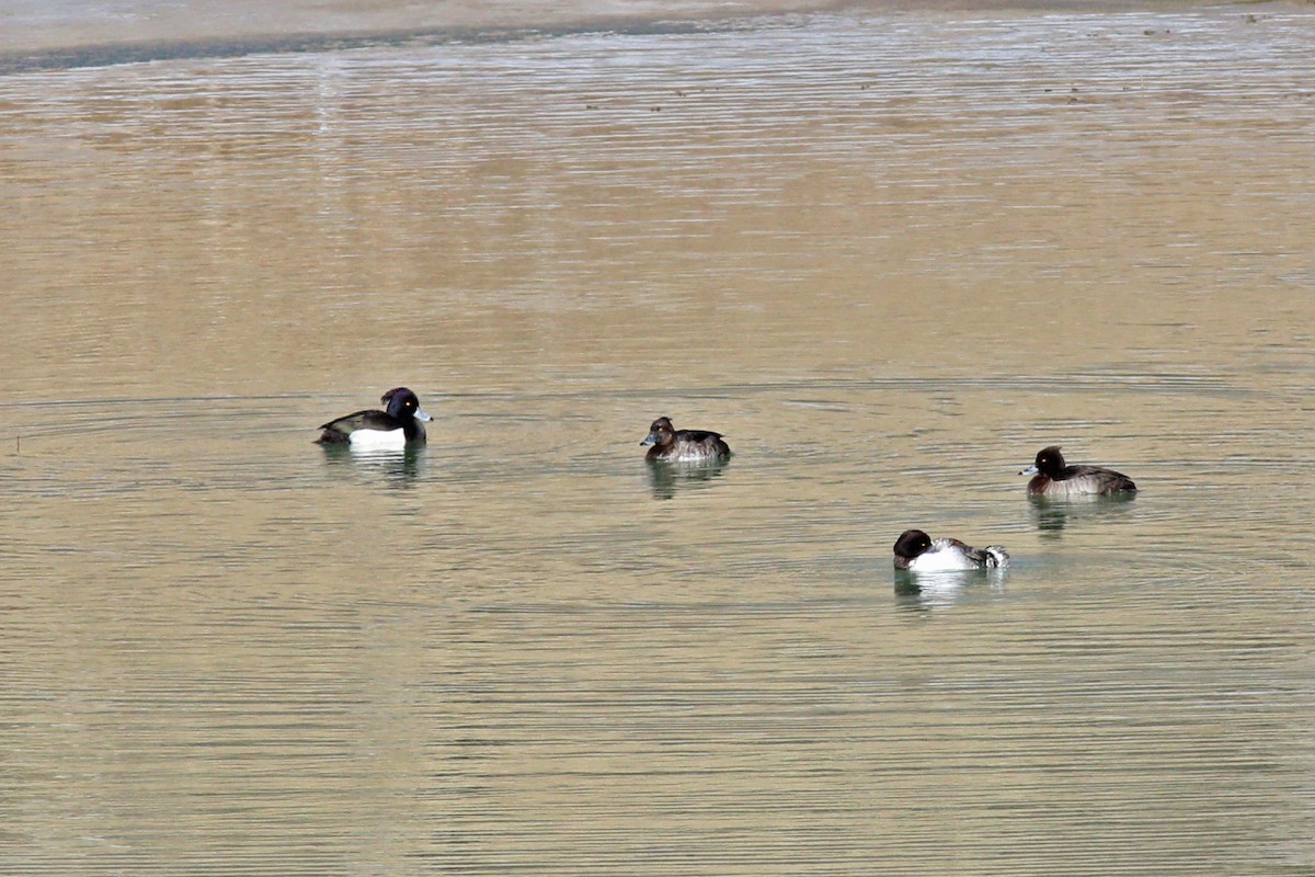 Tufted Duck - ML203398741