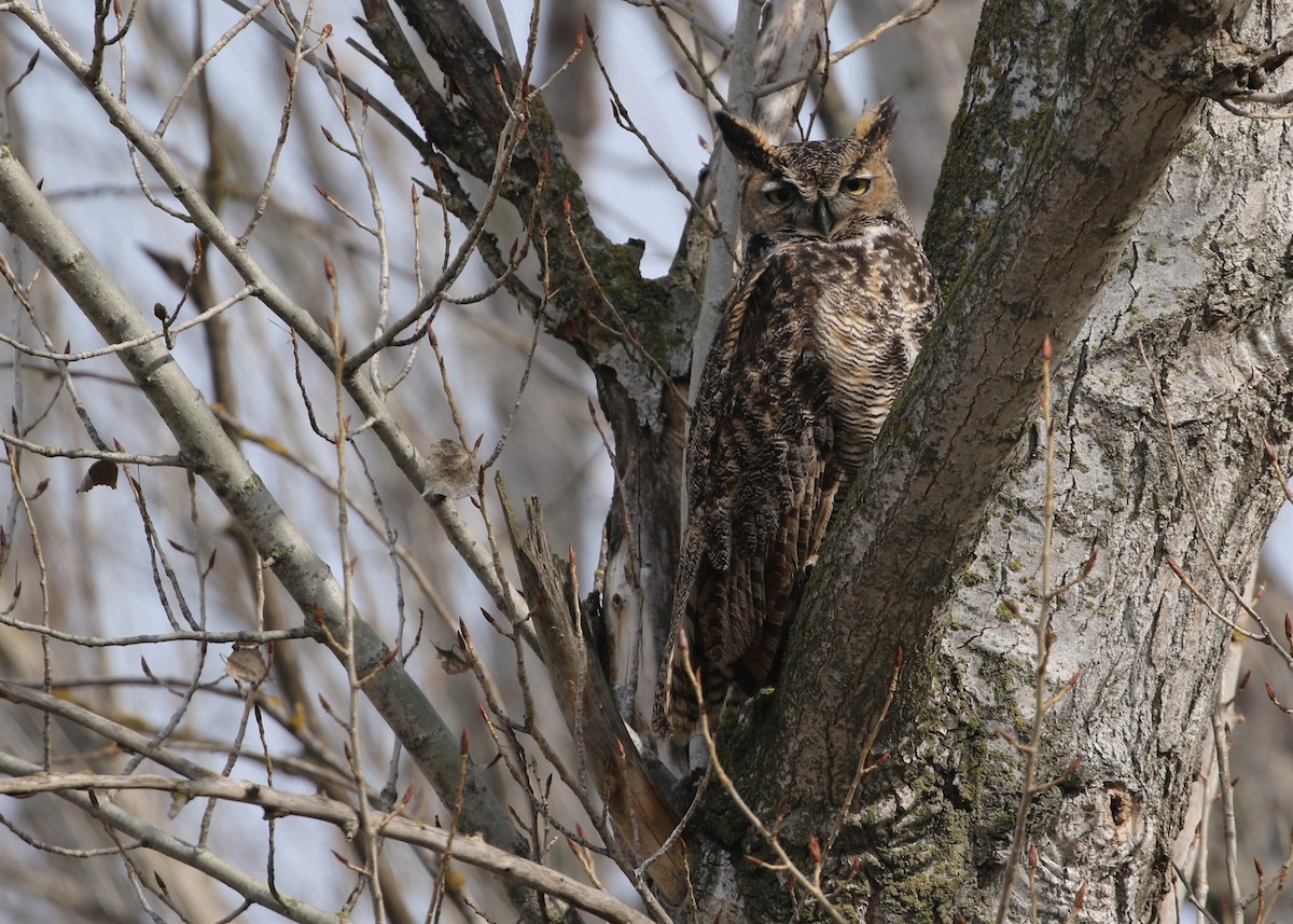 Great Horned Owl - ML203401431