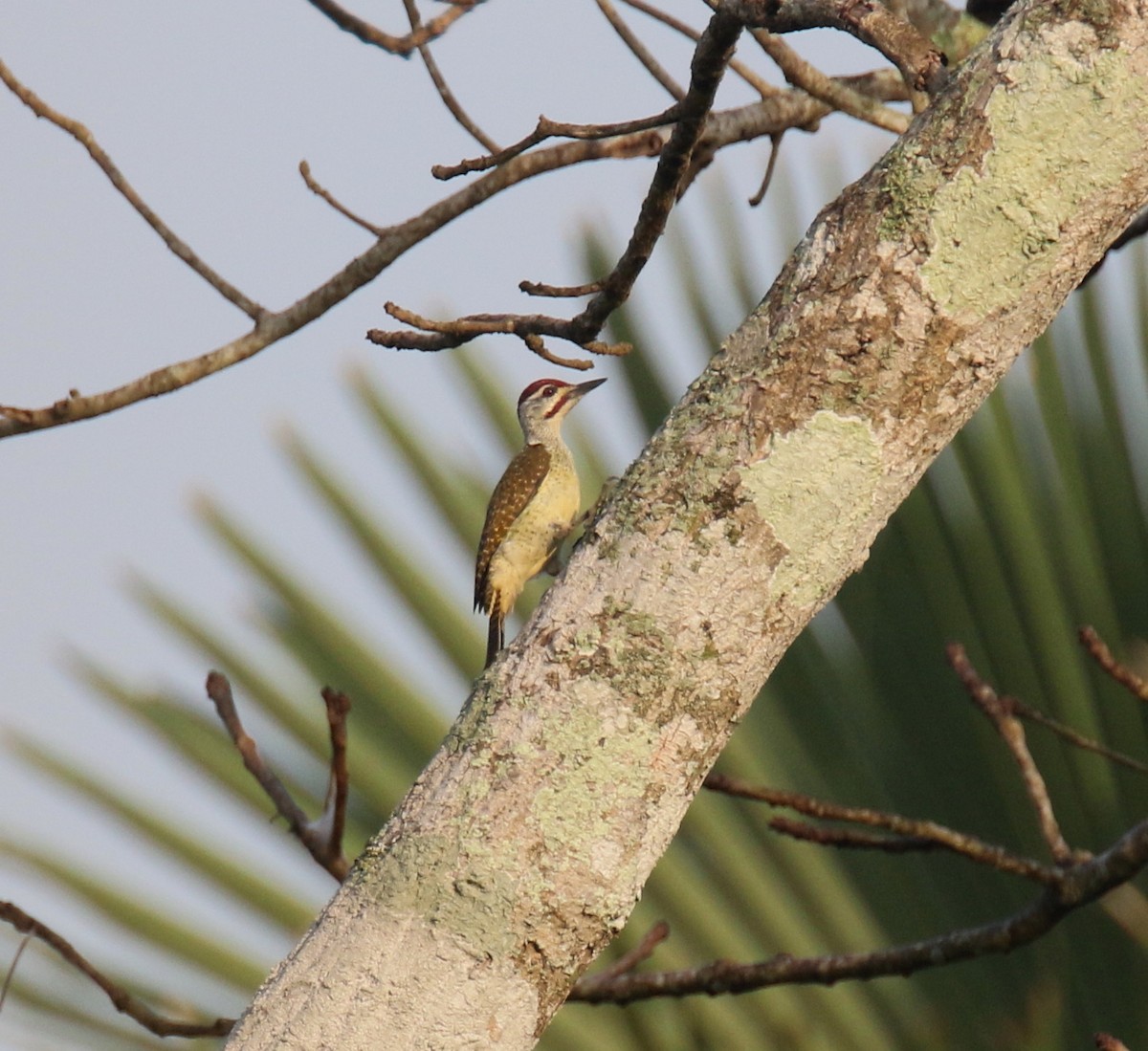 Fine-spotted Woodpecker - ML203401781