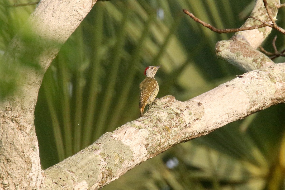 Fine-spotted Woodpecker - ML203401791