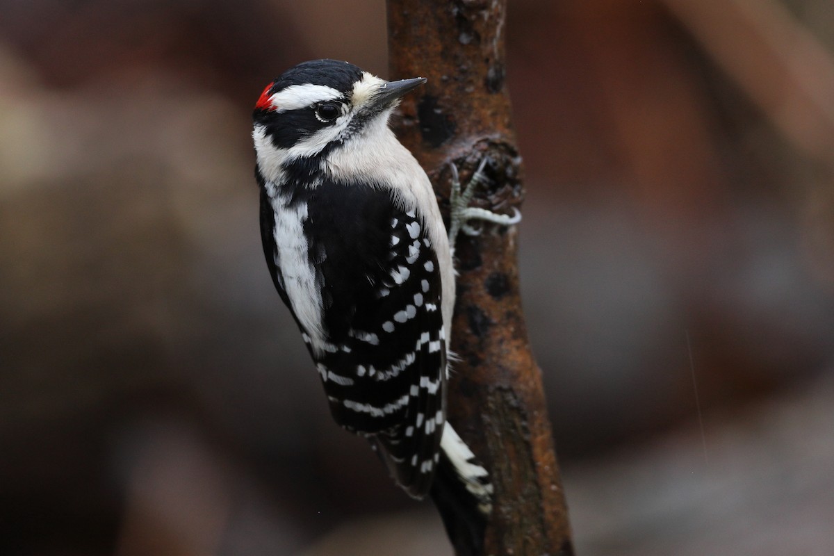 Downy Woodpecker - Peter F