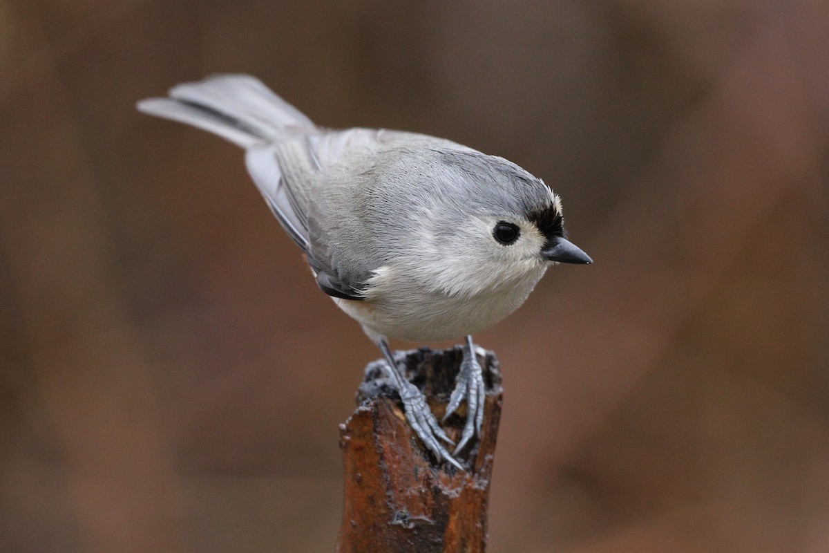 Tufted Titmouse - Peter F