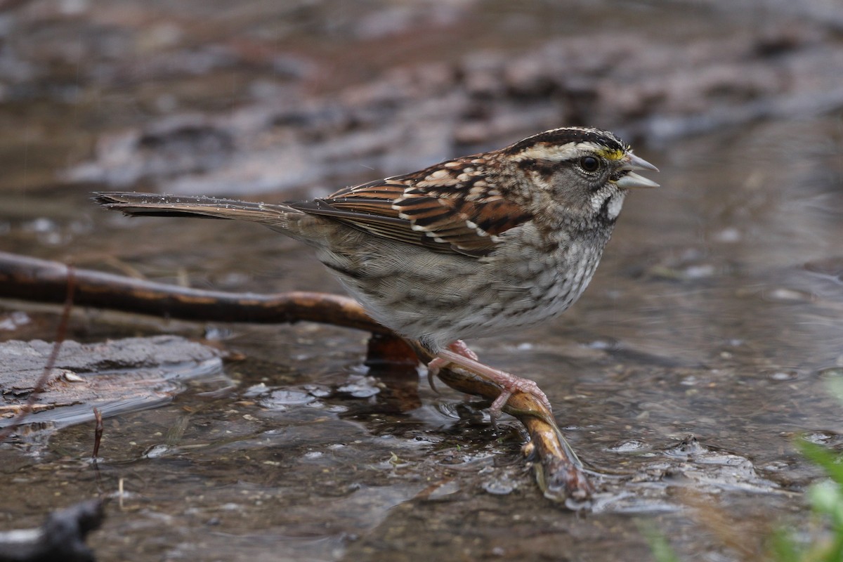 White-throated Sparrow - ML203402931