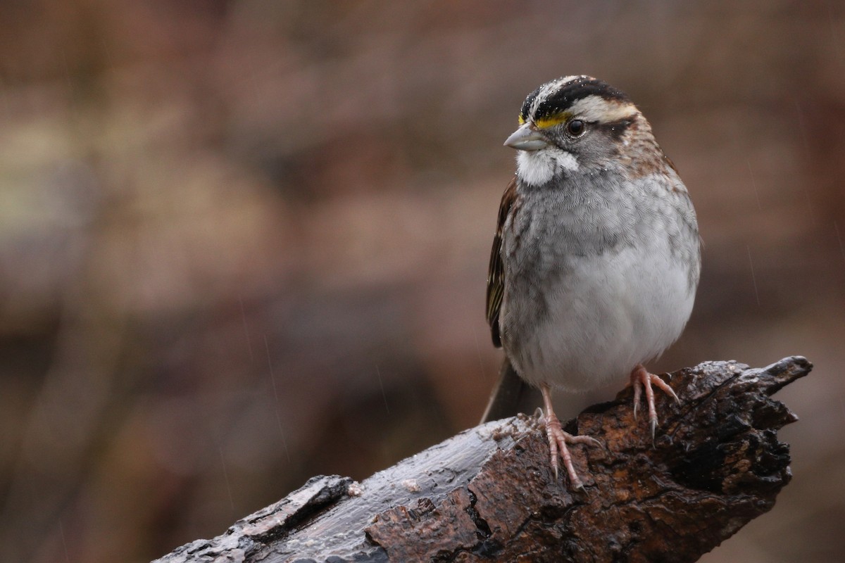 White-throated Sparrow - ML203402941