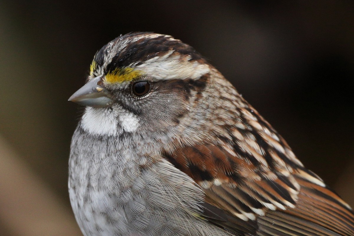 White-throated Sparrow - ML203402961