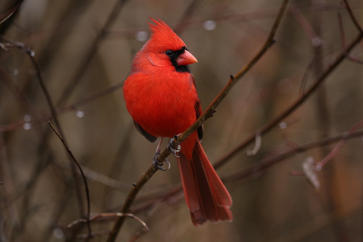 Northern Cardinal - Peter F