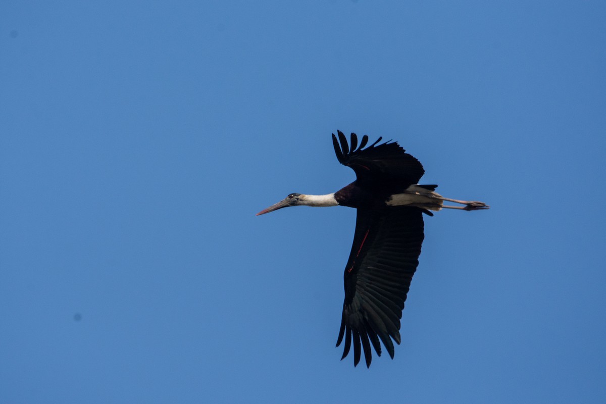 Asian Woolly-necked Stork - Sumit Das