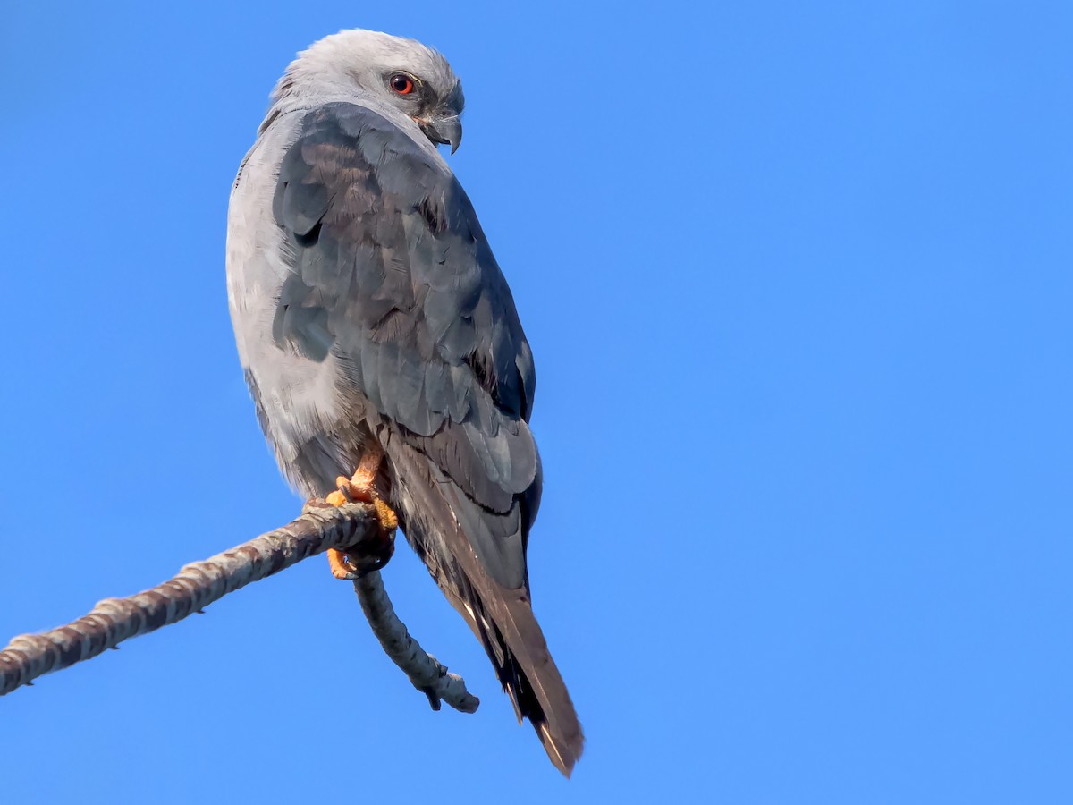 Plumbeous Kite - Ictinia plumbea - Birds of the World