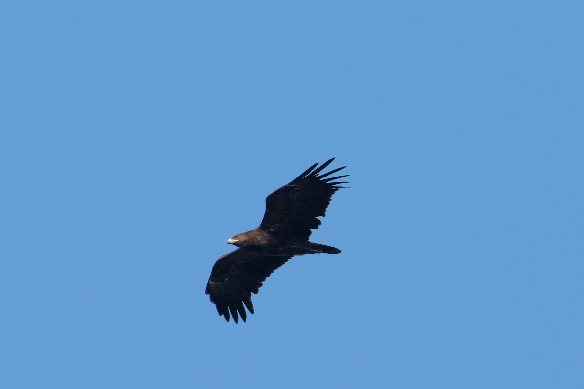 Indian Spotted Eagle - Sumit Das