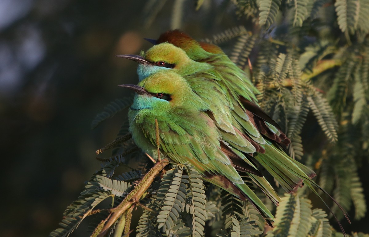 Asian Green Bee-eater - ML203405091
