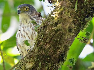  - Rufous-necked Sparrowhawk