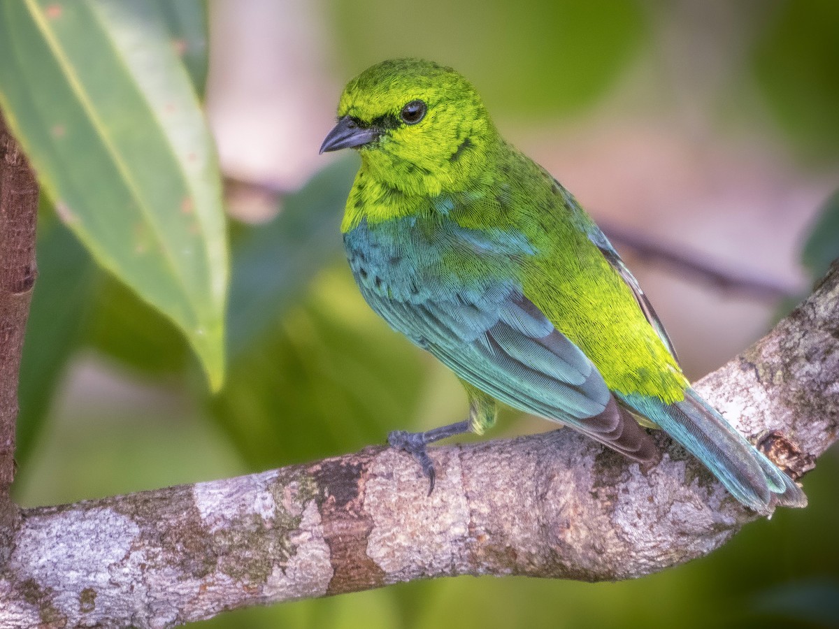 Dotted Tanager - Ixothraupis varia - Birds of the World