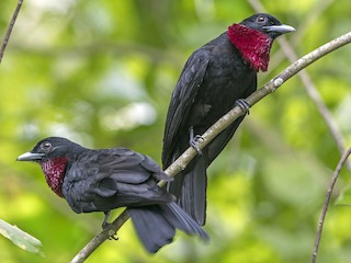  - Purple-throated Fruitcrow