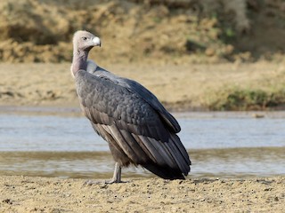  - White-rumped Vulture