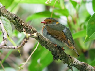  - Red-banded Fruiteater