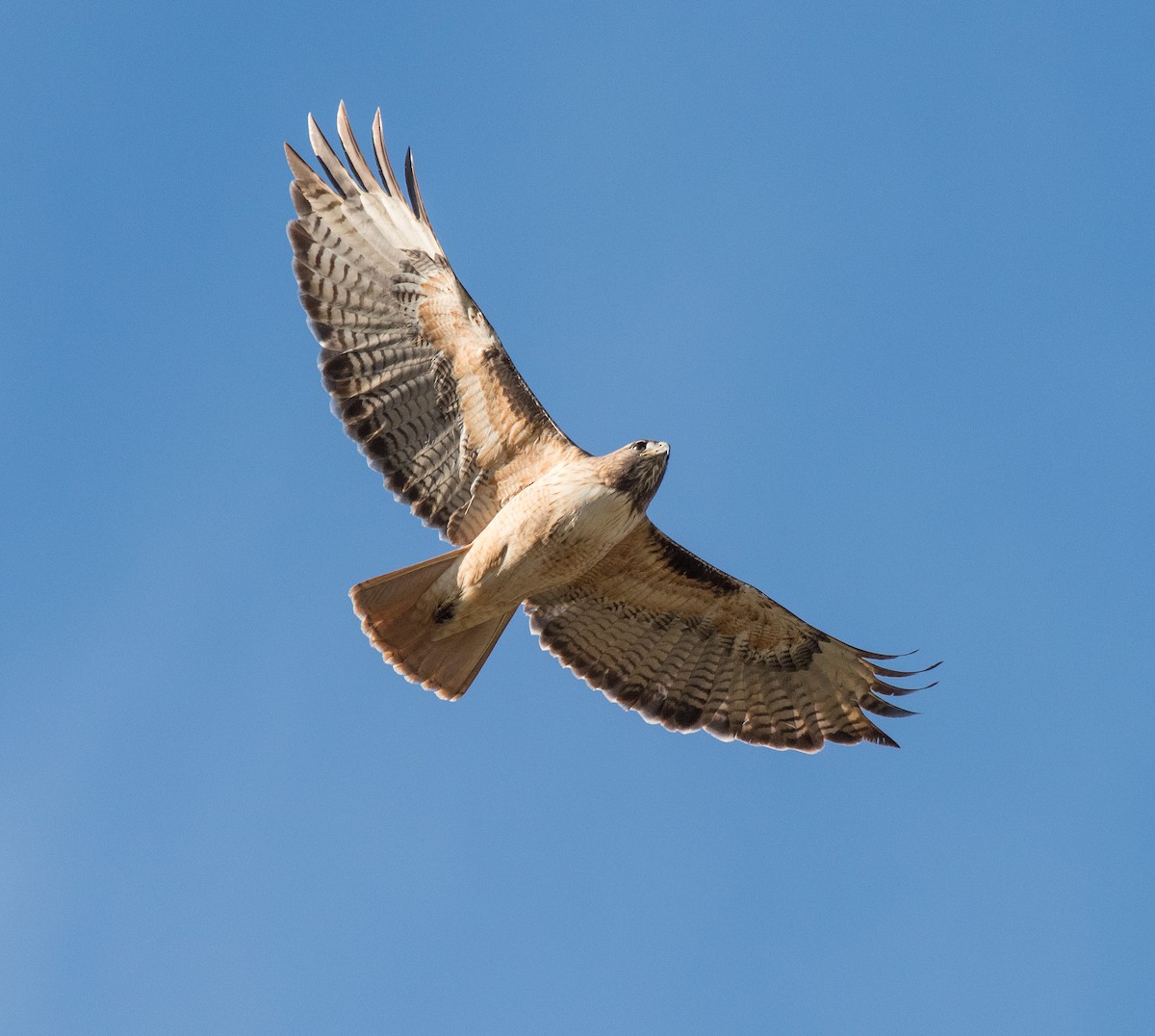 Red-tailed Hawk - Alison Davies