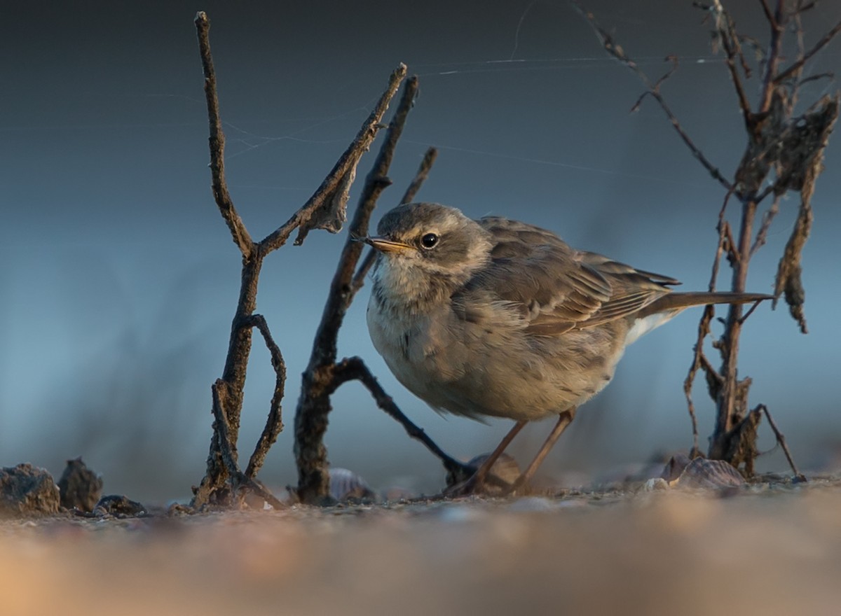 Water Pipit - ML203414281