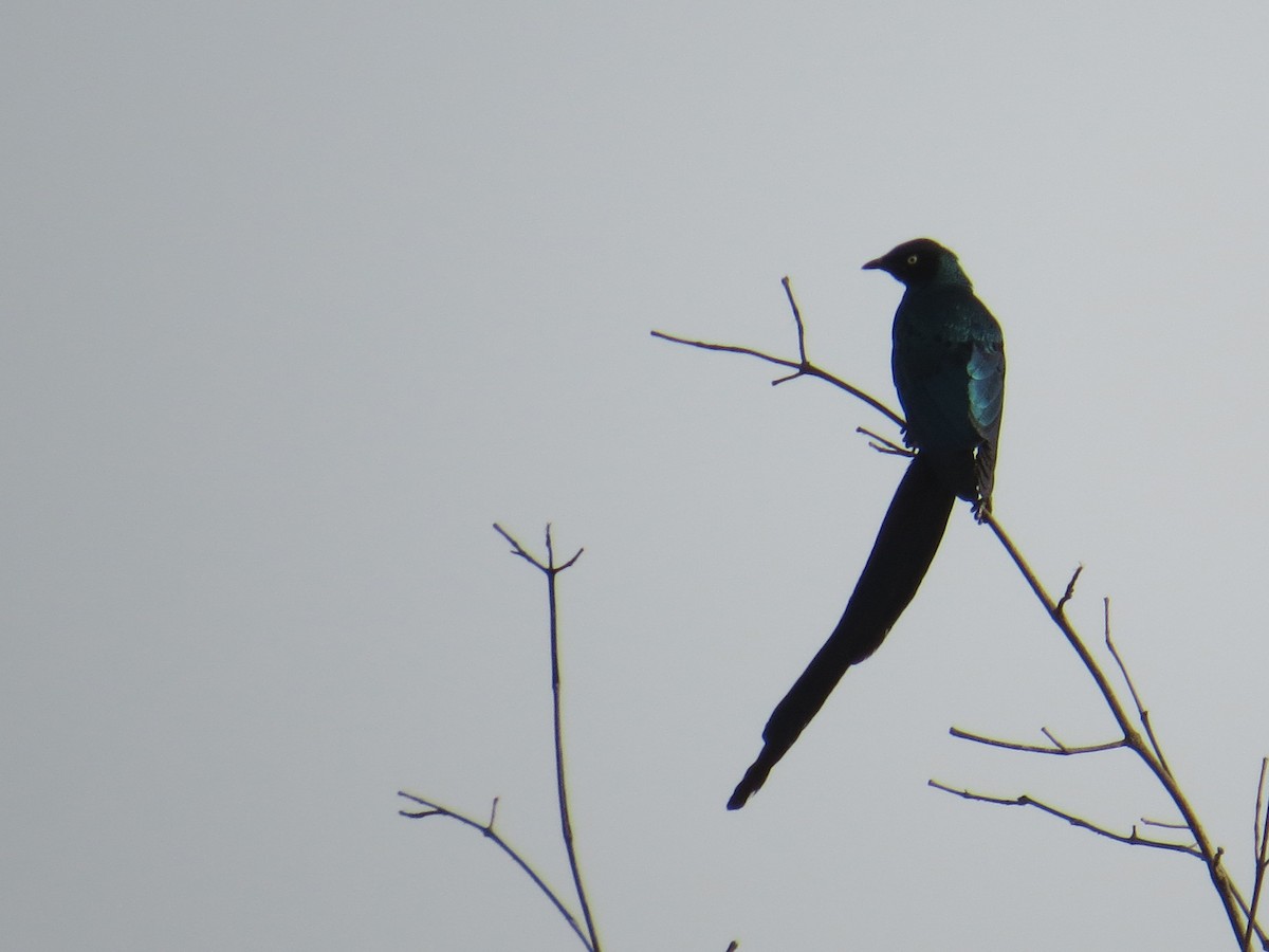 Long-tailed Glossy Starling - ML203414331