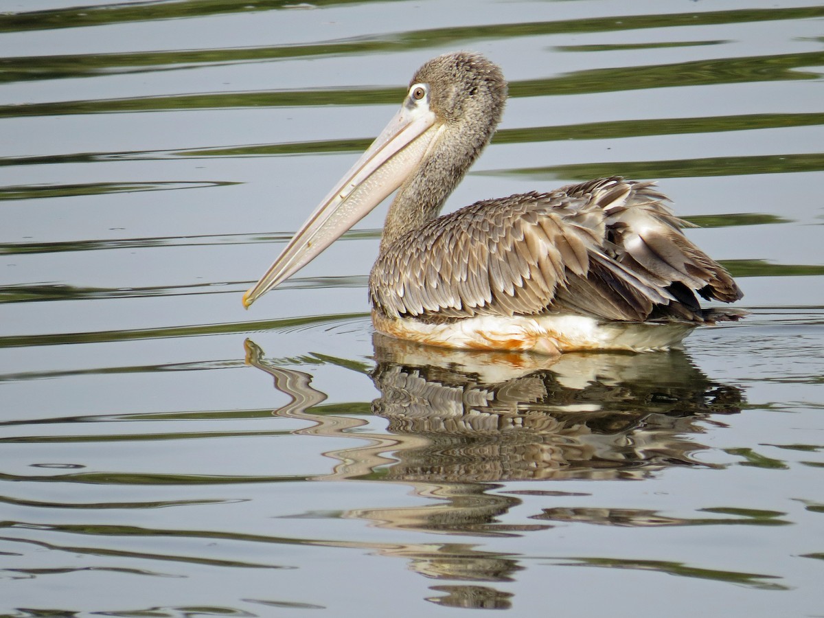 Pink-backed Pelican - ML203414411