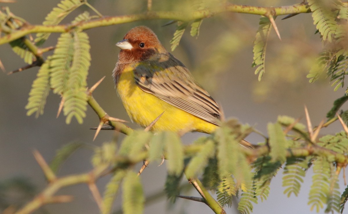 Red-headed Bunting - ML203416341
