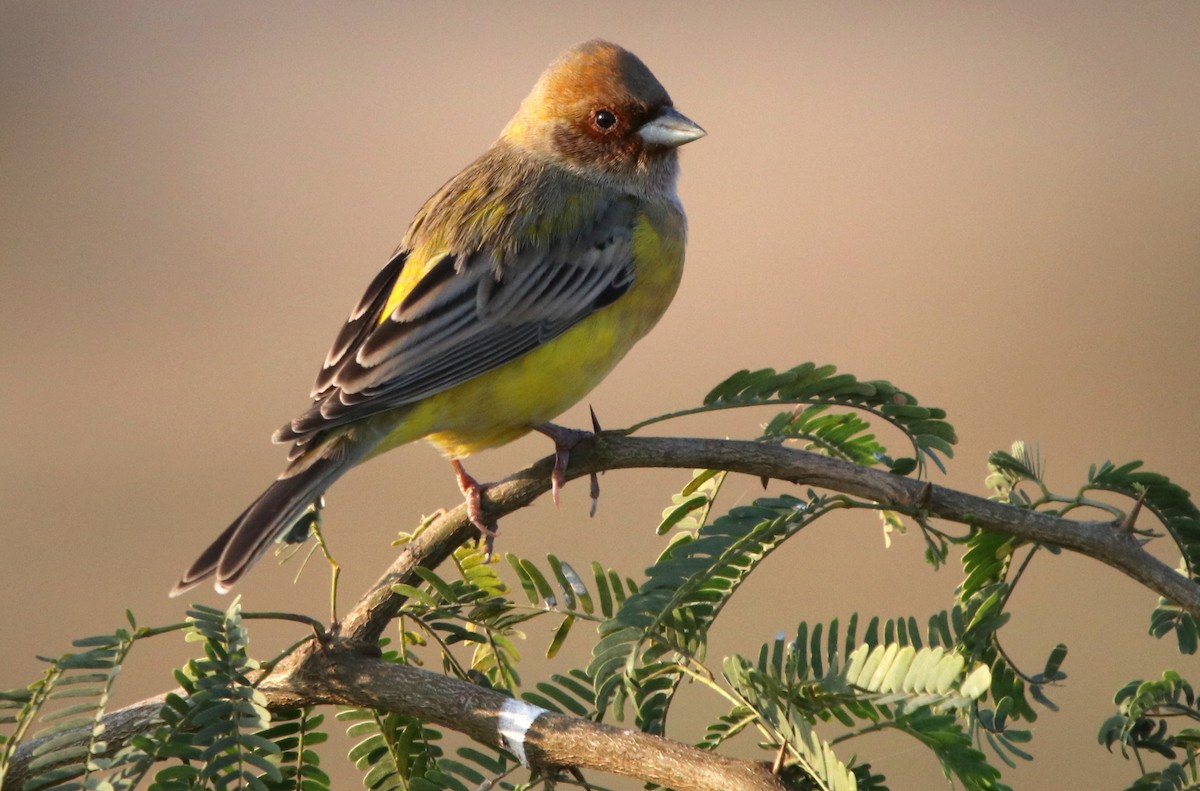 Red-headed Bunting - ML203416411
