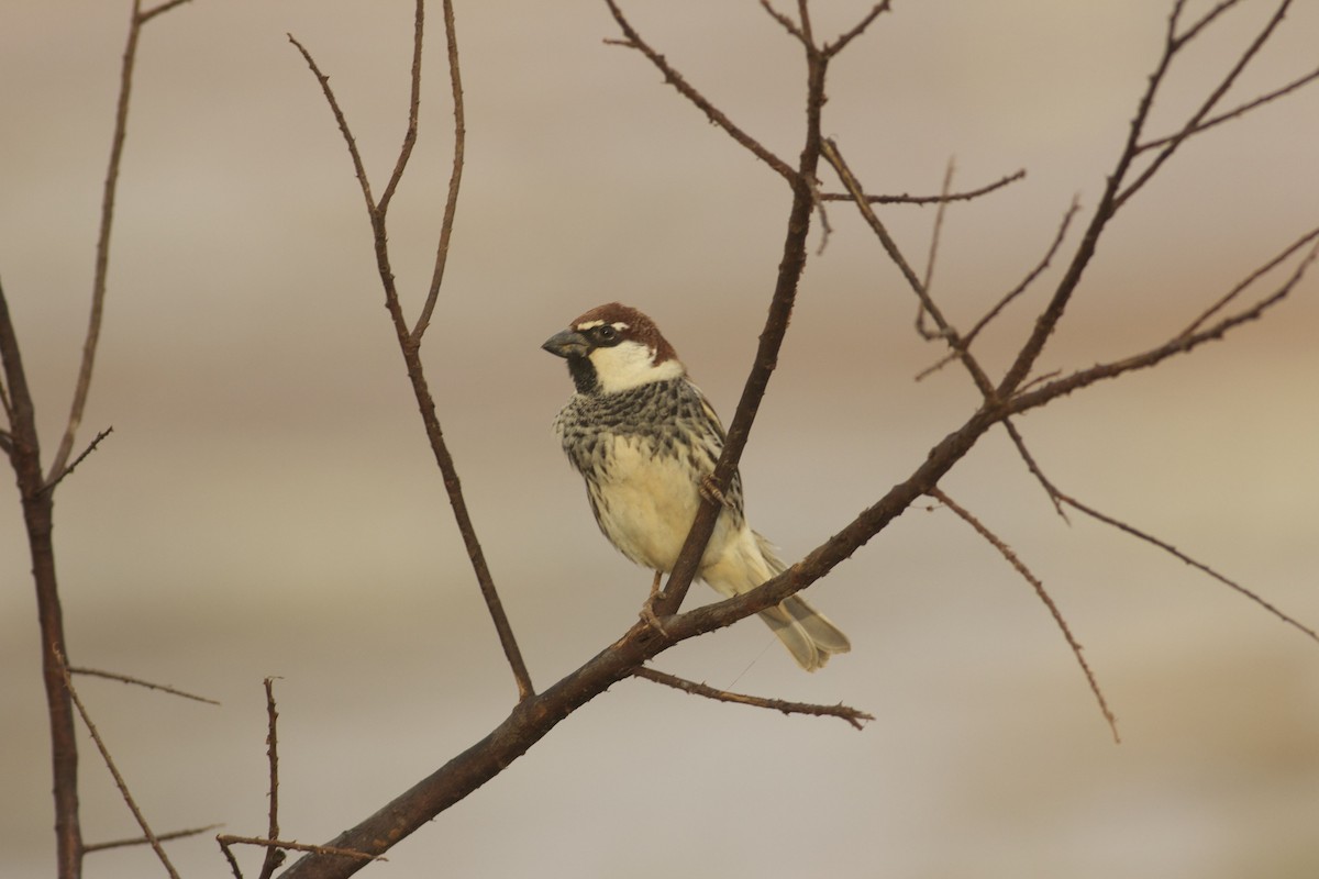 Spanish Sparrow - ML203417131