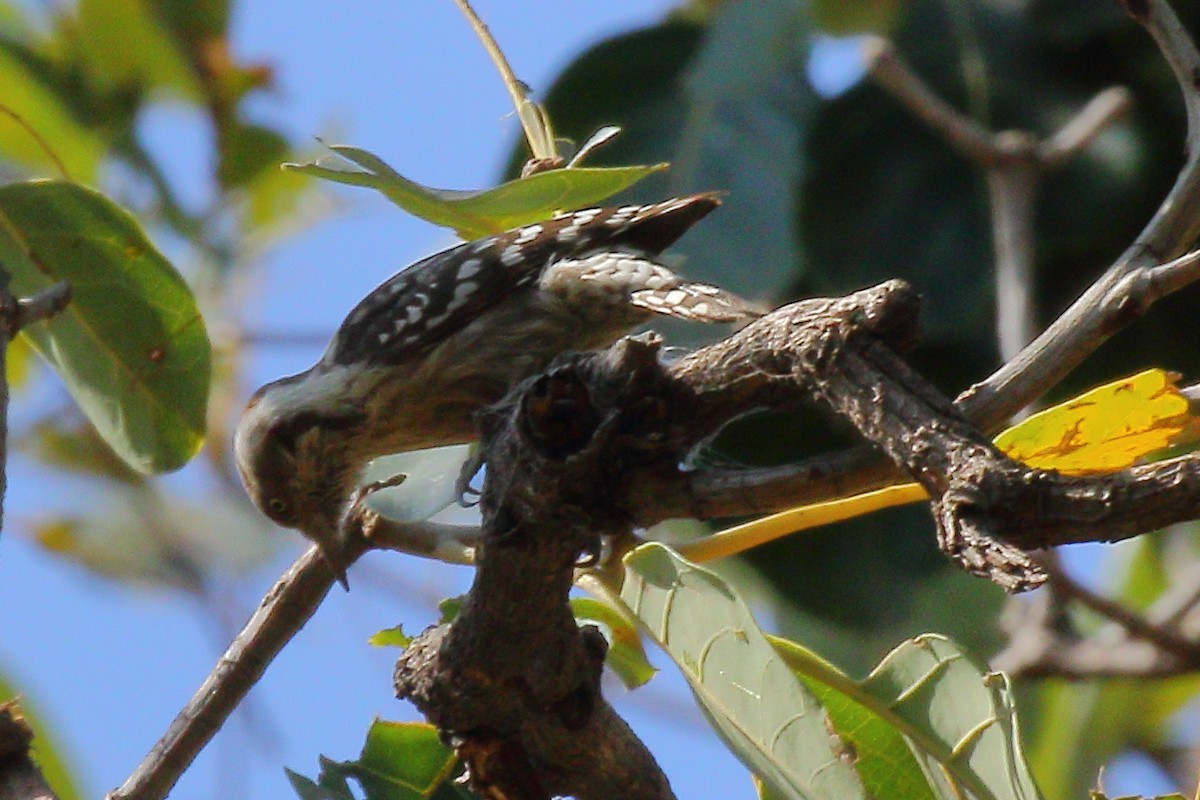 Brown-capped Pygmy Woodpecker - ML203418471