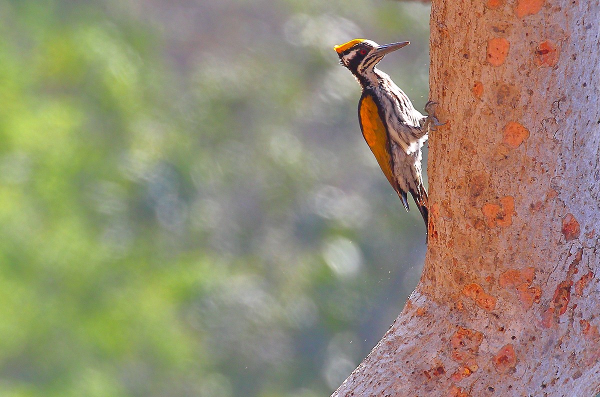 White-naped Woodpecker - Tushar Tripathi