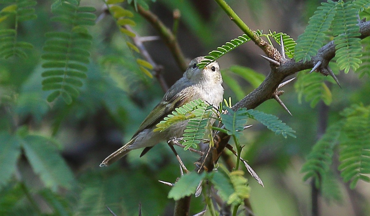 Hume's Warbler - ML203418911