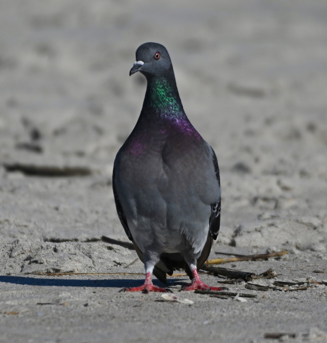 Rock Pigeon (Feral Pigeon) - Ann Stinely