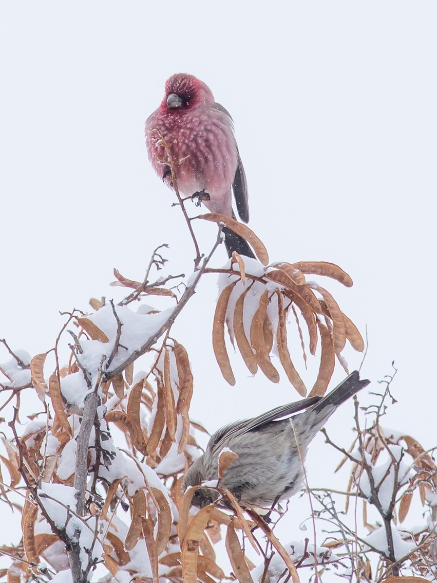 Great Rosefinch (Spotted) - ML203424071