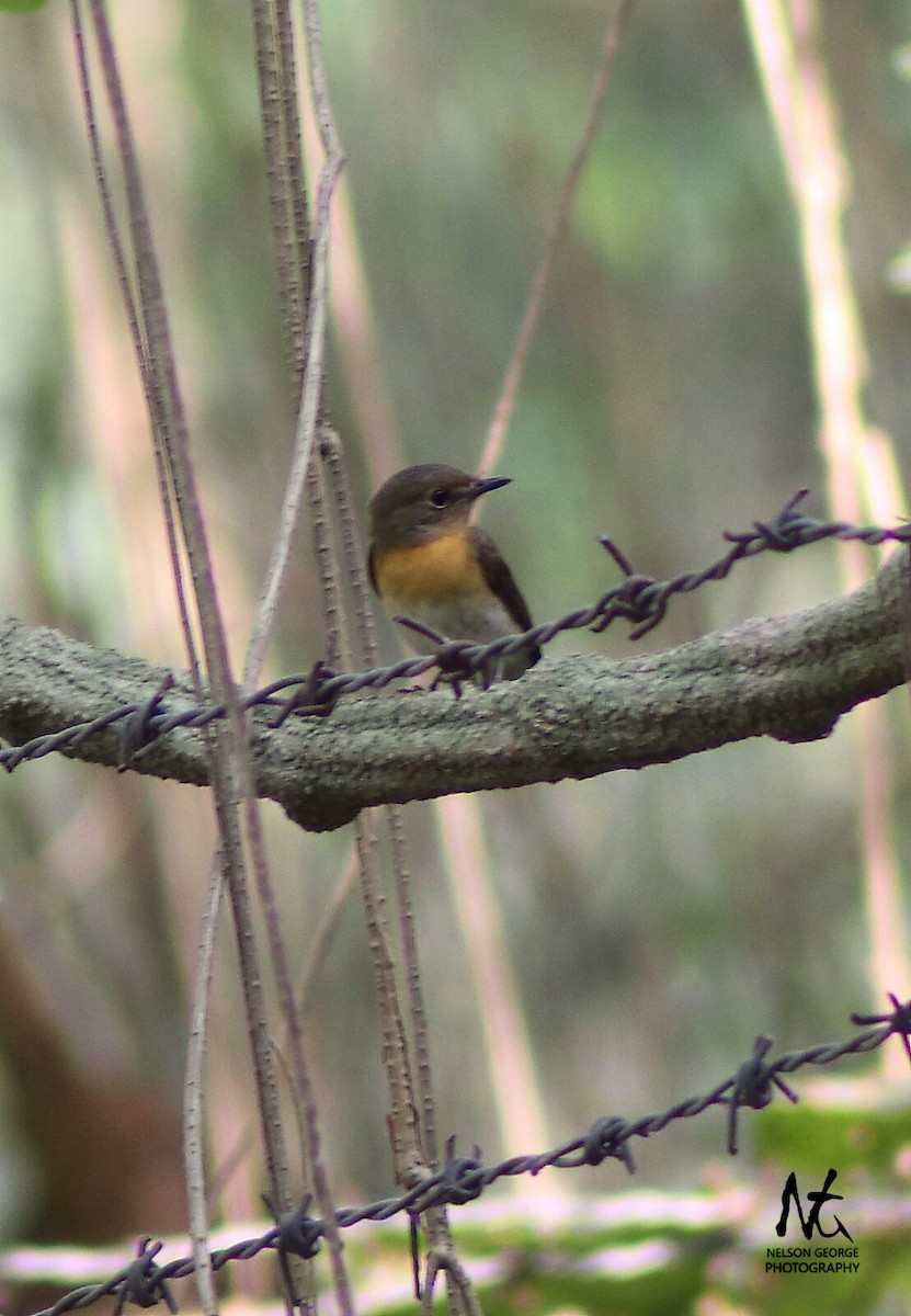 Blue-throated Flycatcher - Able Lawrence