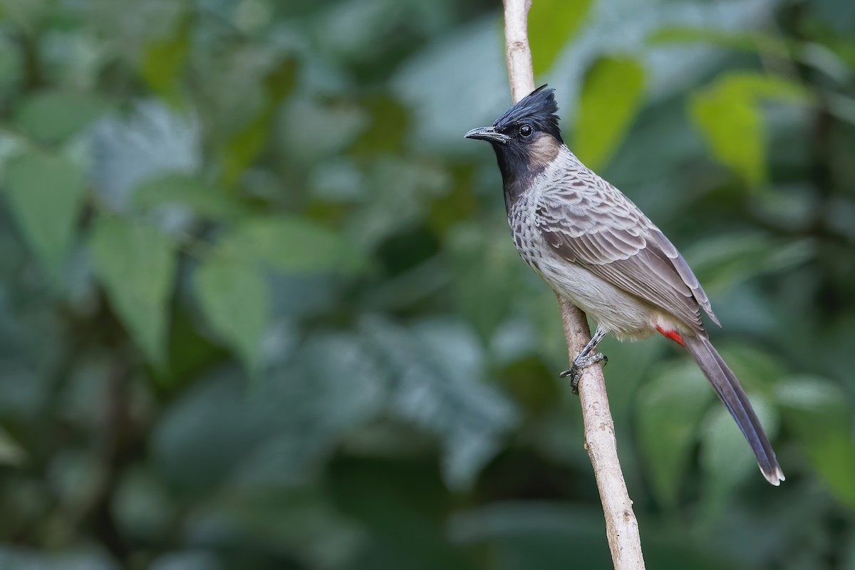 Red-vented Bulbul - ML203433481